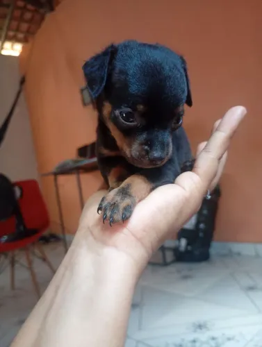 Pincher MACHO N°01