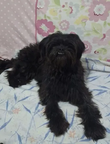 Boby a procura de um lar