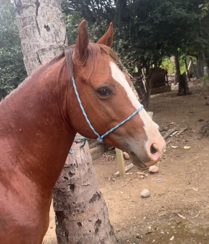 Cavalo QM paint horse