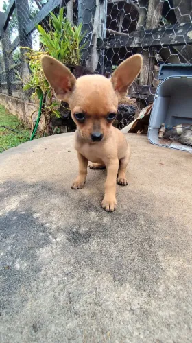 Pinccher número 0 macho
