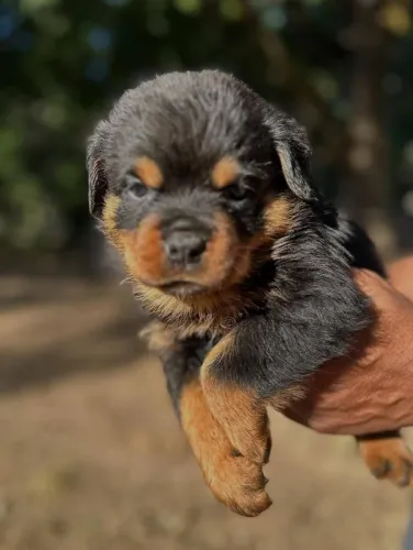 Filhotes de Rotweiler | Fofura que conquista em segundos.