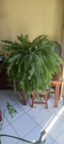 Plantas com cachepo