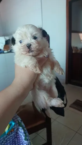 Filhote de lhasa apso
