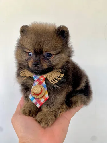 Lulu da Pomerania 