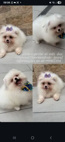Lulu da Pomerânia 10 x sem juros