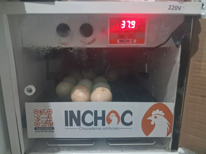 Chocadeira para 20 ovos.