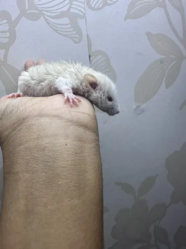 Rato Twister rex