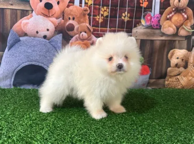 Filhote fêmea de spitz alemão