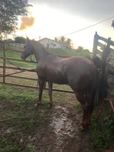 Horse 