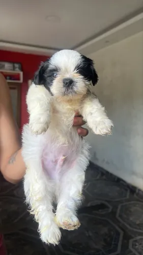 3 filhotes da raça shih tzu MACHO!