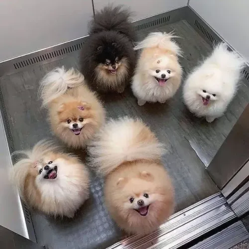 Filhotes De Spitz Alemão - Diga Sim Para Uma Vida Cheia De Lambidas E Carinho 