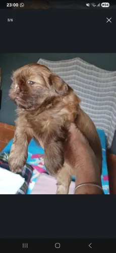 Último macho disponível