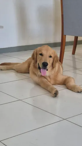VENDO FILHOTE GOLDEN