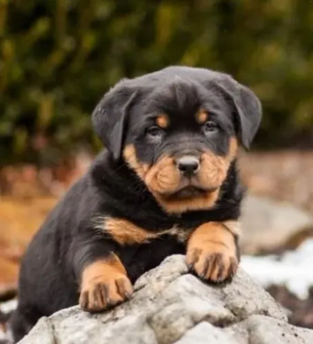 Rottweiler Filhotes Grande Porte, Cabeçudos.