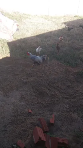 Vendo ou troco por galinha 