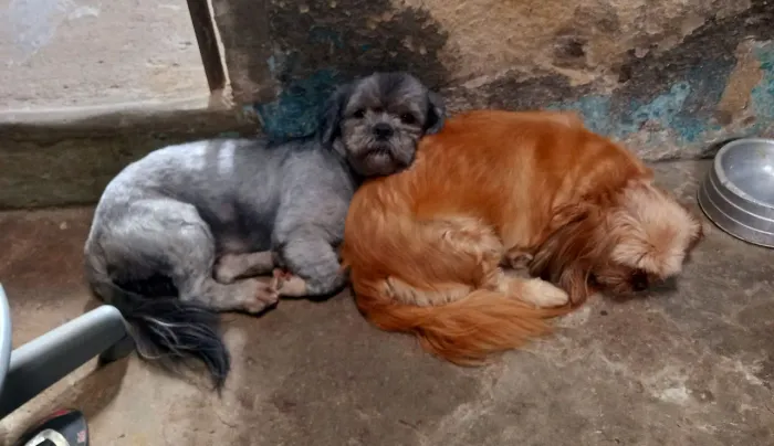 Cachorro lhasa filhote 1 mês e 5 dia todos já tomaram remédio de verme macho 700 fêmea 900