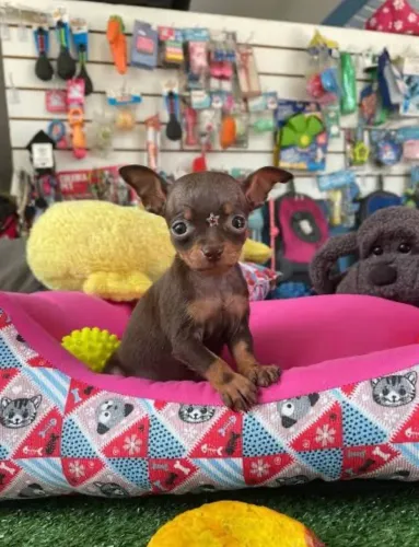 Lindas fêmeas de Pinscher 00 miniatura exóticas