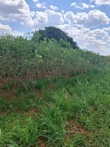 Mandioca (caixa)