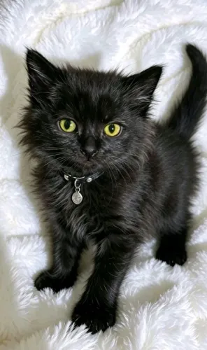 Gato  Mix de angorá com 50 dias 