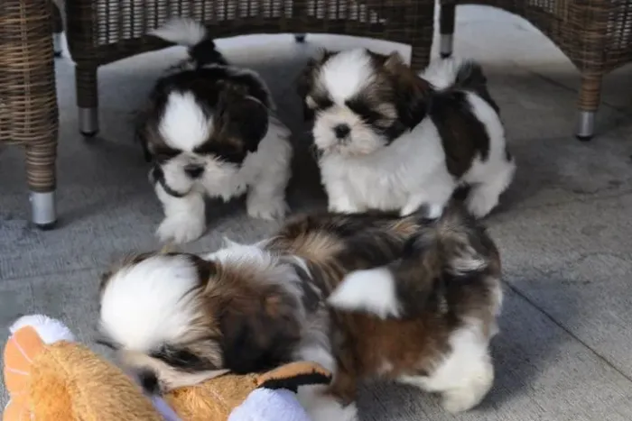 SHIH TZU MINI - ACEITO CARTÃO! PRONTA ENTREGA! 