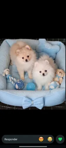 Lulu da pomerania fêmea