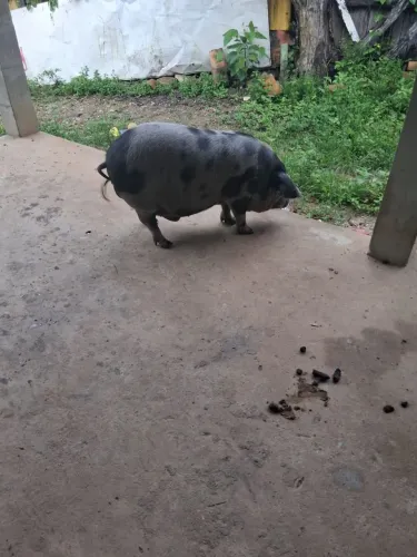 Vendo. Um míni porco. Dá raça bae