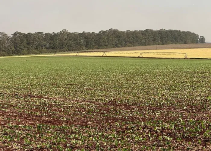 EXCELENTE FAZENDA A VENDA NA REGIÃO DE PIRAJU-SP ?? Localizada no Município de Bernardino