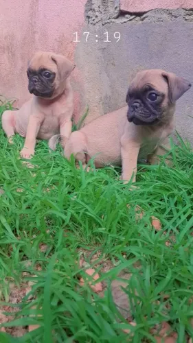 Pug filhotes