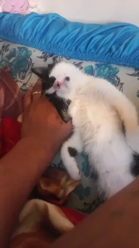 gato