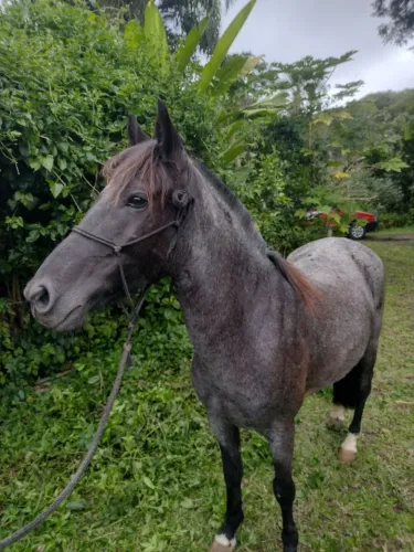 Égua Moura