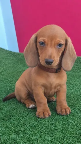 Dachshund Canela
