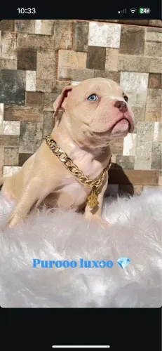 American bully Macho