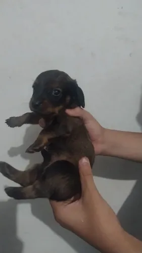 Vendo filhotes de bassê tenho qu