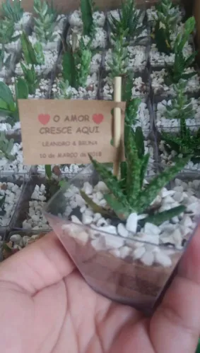 30 vasinhos casamento lembrancinhas suculenta 