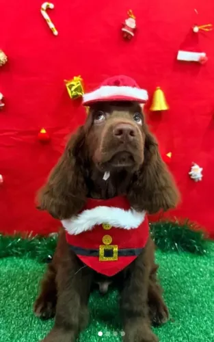 Vendo filhote de cocker spaniel ingles