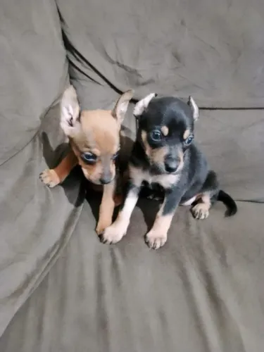 Filhotes de pinscher fêmea n00 com n1 promoção imperdivel