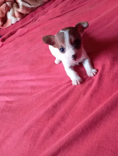 Filhote de pinscher femea 