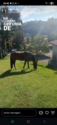 Cavalo