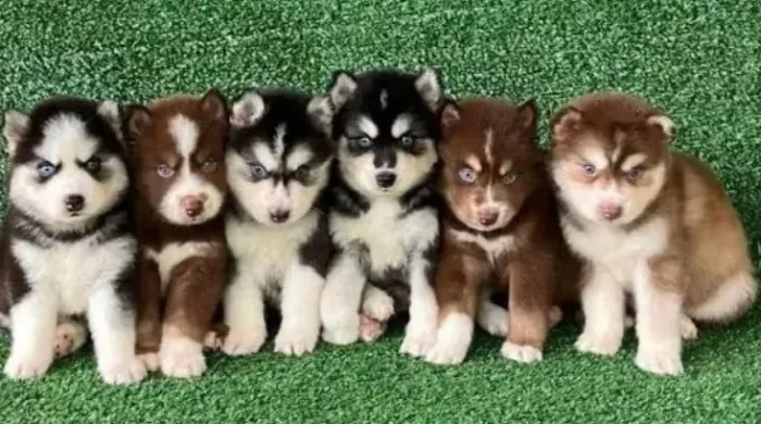 Cachorro husk machinhos passo cartão caminha brinde lindos