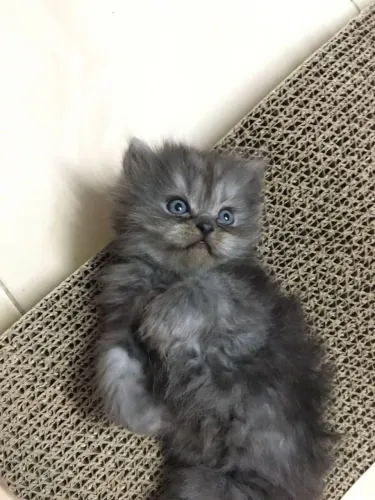 Gatinho persa