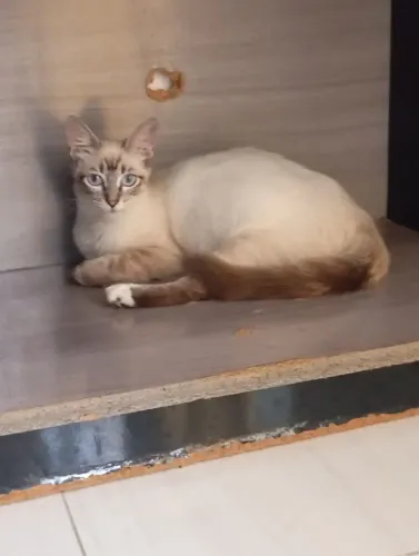 Gatinha preste a parir ! Doação
