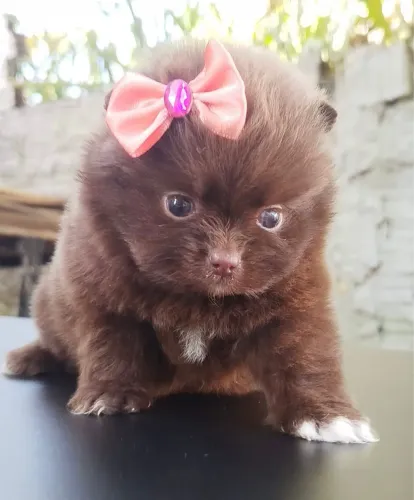 Fêmea Chocolate 