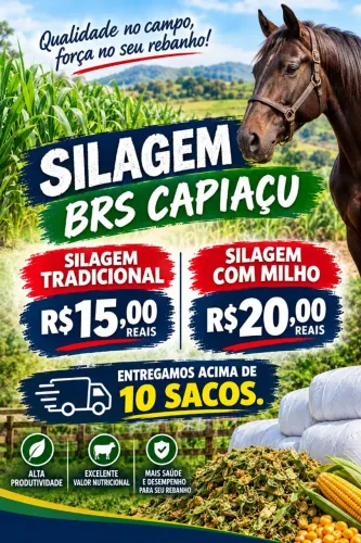 SILAGEM BRS CAPIAÇU E CAPIAÇU COM MILHO FRETE GRATIS