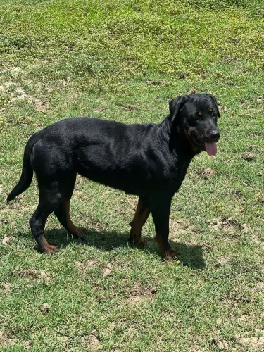 Filhotes de Rottweiler com Pastor Alemão