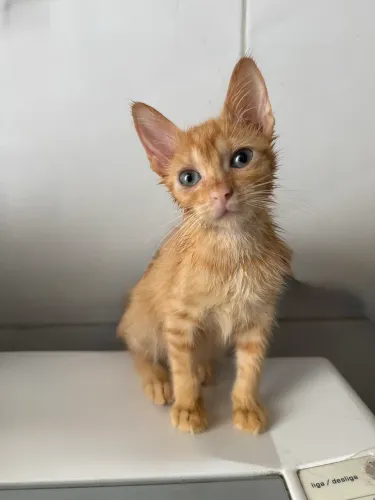 Adoção Responsável 