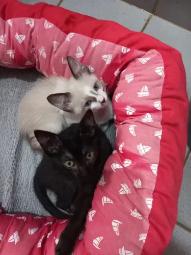 Lindas gatinhas pra doação