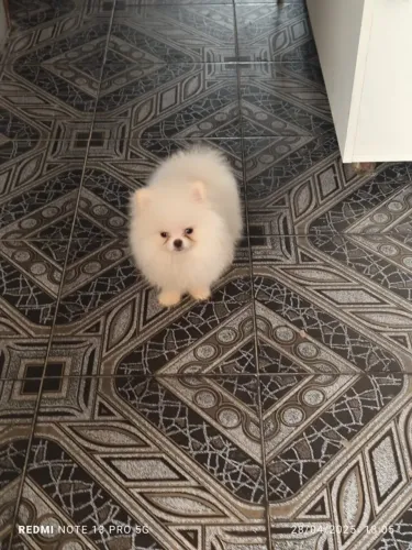 Lulu da Pomerânia anão