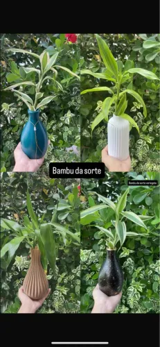 Belas plantas 
