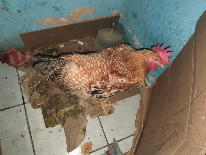 Vendo um galo balão