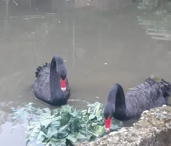 Cisne 